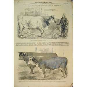    1856 Royal Agricultural Show Chelmsford Bull Cattle