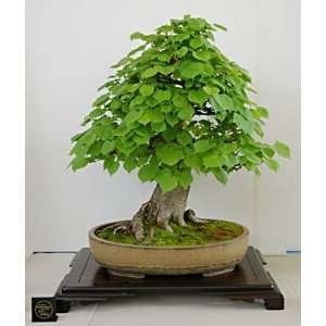 Little Leaf Linden 3   Year Seedling  Grocery & Gourmet 