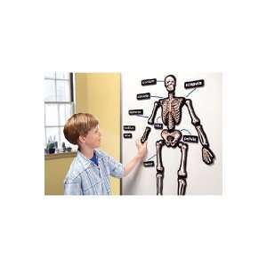   On 3D Magnets Skeletal System By Educational Insights Toys & Games