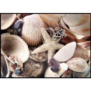  Sea Shells Postage Stamps