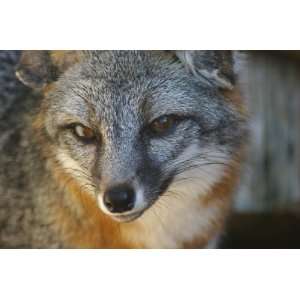  Gray Fox Taxidermy Photo Reference CD