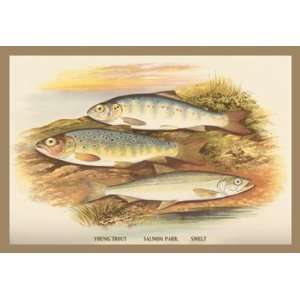  Young Trout, Salmon Parr. and Smelt 20X30 Canvas Giclee 