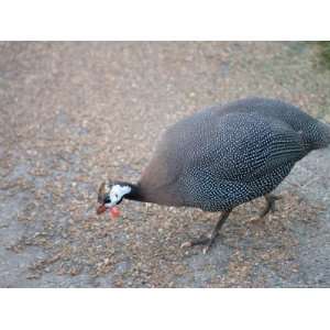  Helmeted Guineafowl at the Kansas City Zoo Stretched 