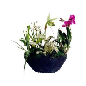  9 Lady?s Slipper/Dendrobium /Oncidium Orchid Plant w/Soil 