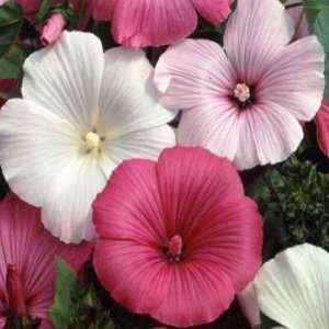  Rose Mallow  Lavatera  mix color  25 Seeds Patio, Lawn 