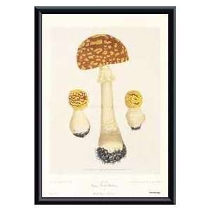   Antique French Mushrooms   Artist Joseph Roques  Poster Size 16 X 12