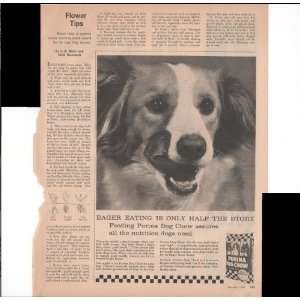  Purina Dog Chow English Springer Spaniel Dog 1960 Farm 