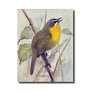  Singing Yellowbreasted Chat Giclee Print