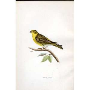  Serin Finch Bree H/C 1875 Old Prints Birds Europe