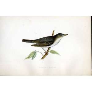  Olive Tree Warbler Bree H/C 1875 Old Prints Birds