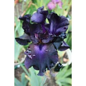    1 Bearded Iris Superstition Rhizome Patio, Lawn & Garden
