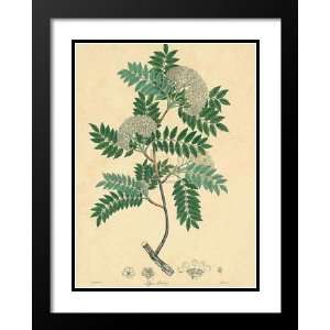 Wallich Framed and Double Matted 33x41 Unpublished East Indian Plants 