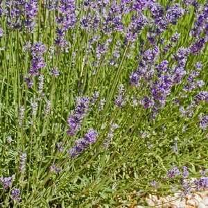    Lavender Sage Type home fragrance oil 15ml