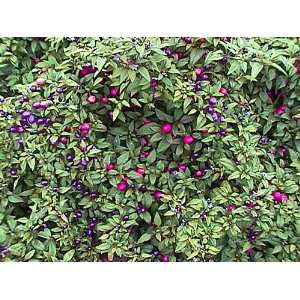   Blue Pepper 4 Plants   Changes From Hot to Mild Patio, Lawn & Garden