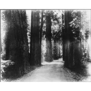  Humboldt county,California,CA 1934 Redwood,Sequoia Tree 