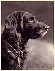 dog muensterlaender german longhaired pointer nice quality 1941 print 