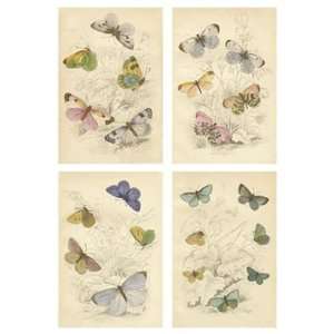  Jardini Butterflies by Unknown 9x12