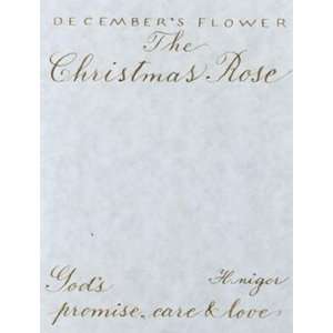 Decembers Flower, Christmas Rose by Constance Lael 6x8  