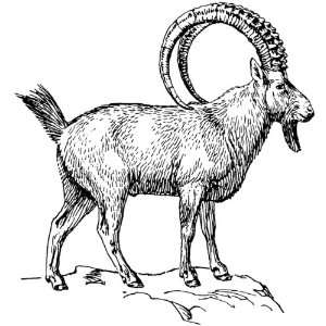    6 inch x 4 inch Greeting Card Line Drawing Ibex