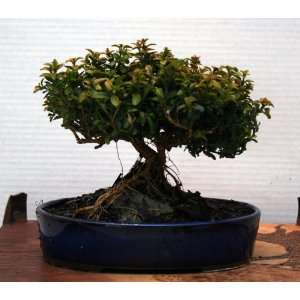 20yr Amazing Rare ROOT OVER ROCK Kingsville Boxwood Bonsai Tree in 