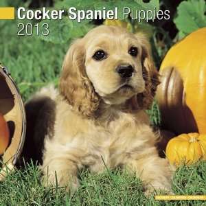   Cocker Spaniel Puppies 2013 Wall Calendar 12 X 12