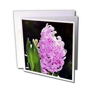  WhiteOak Photography Floral Prints   Spring Hyacinth in 