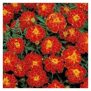  French Marigold Flower Seeds   1,000 Flower Seeds in Each 