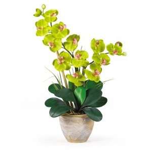   Double Phalaenopsis Silk Orchid Arrangement in Green