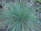 Blue Elijah Fescue Grass, Perennial seeds (P0063)  