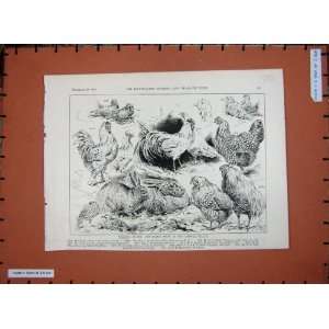  1891 Poultry Pigeon Rabbit Show Crystal Palace Animals 