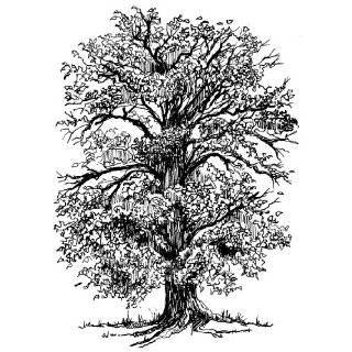 Art Kure EZMount Cling Stamp, Oak Tree