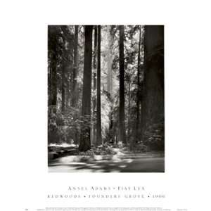 Ansel Adams Redwoods, Founders Grove 8.25x11 Poster