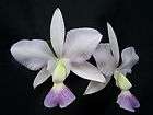   walkeriana coerulea AZUL PERFECTA x self orchid plant species BLUE