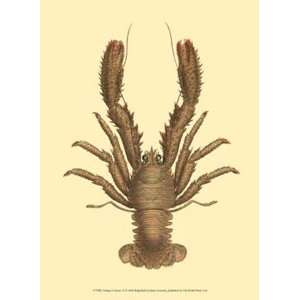  Antique Lobster II   Poster by James Sowerby (10x13)