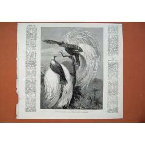   1878 Birds Paradise Zoological Society Gardens Print