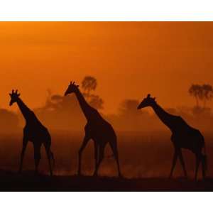   Geographic, Giraffes at Twilight, 8 x 10 Poster Print