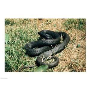  High angle view of a Black Racer snake 24.00 x 18.00 