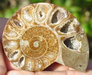 Mitades fósiles Ammolite de la amonita AAA grado cretáceo