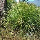 slender mat rush seed accent plant dry or wet living
