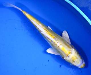 DOITSU LEMON HARIWAKE Standard Fin Live Koi fish pond garden single 