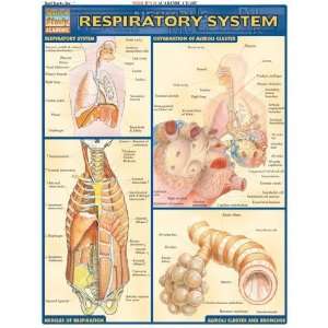     Inc. 9781572225923 Respiratory System  Pack of 3