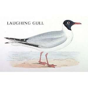 Birds Laughing Gull Sheet of 21 Personalised Glossy 