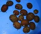 10 live zorro nerite snails for freshwater plant aquarium expedited