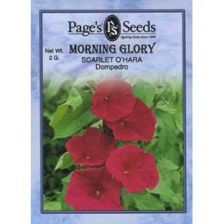 morning glory scarlet o hara buy new $ 1 59 in stock tools home 