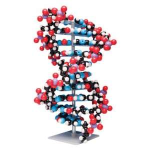 3B Scientific W19755 Ten Layer DNA Molecular Model  
