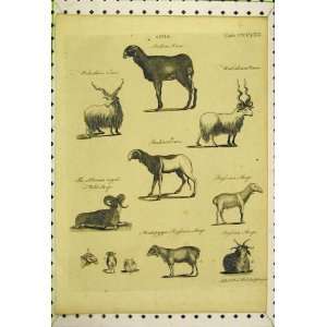   Indian Ram Ewe Sheep Russian Siberian Horns Old Print