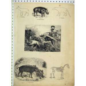  Skeleton Horse Boar Hunt Abyssinian Phacochoere Print 