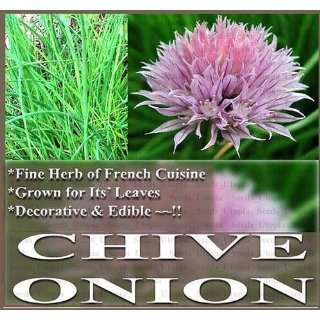   HERB   Allium FINE HERBS ~ ONION CHIVES ~ Patio, Lawn & Garden