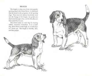 Beagle   Vintage Dog Print   1958 G. Cook  