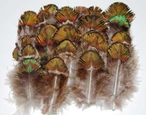   PEACOCK PLUMAGE; GREEN GOLD Feathers 2 5 Craft/Art/Costume/Hat/Bridal